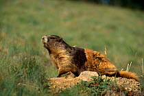 Olympic marmot {Marmota olympa} Olympic NP, Washington, USA