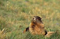 Olympic marmot {Marmota olympa} Olympic NP, Washington, USA