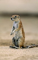 Ground squirrel {Spermophilus armatus} female, Kruger NP, South Africa
