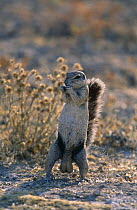 Cape ground squirrel {Xerus inauris} male standing, Namibia