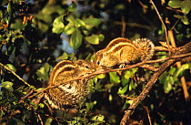 Five-striped palm squirrels {Funambulus pennanti} two in tree, Bandhavgarh NP, India
