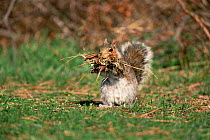 Grey squirrel {Sciurus carolinensis} carrying vegetation. Long Is, USA