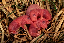 Wood mouse newborn babies {Apodemus sylvaticus} Spain