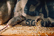 House mouse feeding on grain from sack {Mus musculus} UK