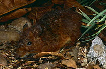 Red forest rat {Nesomys rufus} Ranomafana NP, Madagascar.