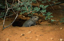 Brandt's whistling rat {Parotomys brantsii} at burrow entrance, Gemsbok, Kalahari, South Africa.