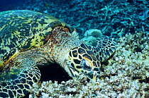 Hawksbill turtle feeding on coral reef {Eretmochelys imbricata} Indo Pacific Sipadan, Sabah, Malaysia