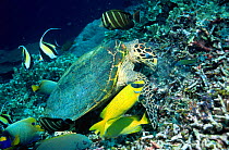 Hawksbill turtle feeding on coral reef {Eretmochelys imbricata} flanked by feeding fish, Sipadan, Sabah, Malaysia