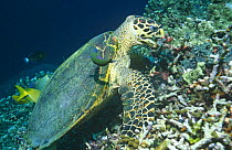 Hawksbill turtle feeding on coral {Eretmochelys imbricata} Sipadan, Sabah, Indo Pacific