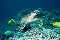 Hawksbill turtle foraging on reef {Eretmochelys imbricata} Indo Pacific - Sipadan, Sabah, Borneo