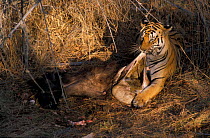 Tiger ripping apart prey {Panthera t tigris},Bandhavgarh NP, Madhya Pradesh, India
