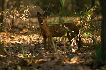 Dhole {Cuon alpinus} Bandhavgarh NP, Madhya Pradesh, India