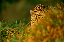 Jaguar, male in grass {Panthera onca} captive Pantanal, Brazil NOT AVAILABLE FOR ADVERTISING