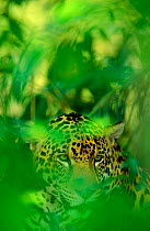 RF- Male Jaguar in undergrowth (Panthera onca) captive. Pantanal, Brazil. (This image may be licensed either as rights managed or royalty free.)