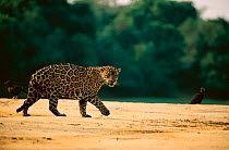 Wild Jaguar, old male walking {Panthera onca} Pantanal, Brazil