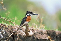 Giant kingfisher {Megaceryle maxima} male, Shire River, Liwonde National Park, Malawi