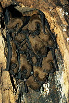 Noctule bats roosting {Nyctalus noctula} Germany