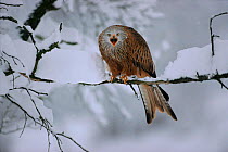 Red kite vocalising from branch, winter, Germany