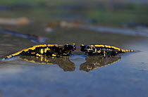Two European salamanders {Salamandra salamandra} Germany