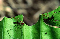 Leafcutter ants on leaf {Atta sp}