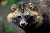 Raccoon dog portrait {Nyctereutes procyonoides}