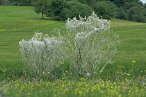 {Yponomeuta sp} moth webs covering bush, Germany