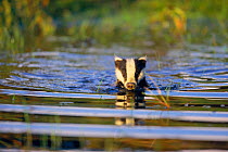 Badger swimming {Meles meles} Germany