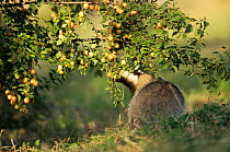 Badger feeding from plum tree {Meles meles} Germany