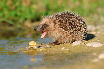 Hedgehog about to feed on  snail {Erinaceus europaeus} Germany