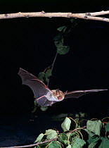 Bechstein's bat in flight {Myotis bechsteinii} Germany