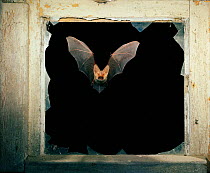 Long eared bat flying through barn window, Germany