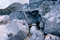 White tailed tropic bird nesting {Phaethon lepturus} Bosunbird Is, Ascension Island