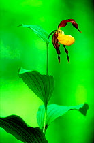 Yellow lady's slipper orchid {Cypripedium calceolus} Kemeri NP, Latvia