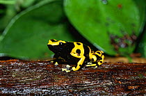 Yellow banded Poison arrow frog {Dendrobates leucomelas}
