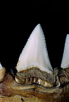 Close up of tooth of Great white shark {Carcharodon carcharias}
