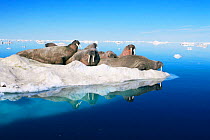Group of Atlantic walrus on ice floe {Odobenus rosmarus}, Baffin Island, Canadian Arctic