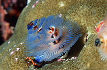Close up of a Christmas tree worm {Spirobranchus giganteus} Andaman Sea Thailand Indian Ocean