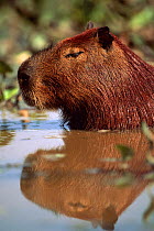 Head portrait of Capybara in water {Hydrochoerus hydrochaeris} Pantanal, Brazil, South America