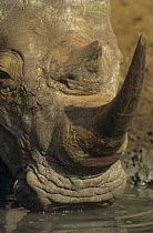 White rhinoceros {Ceratotherium simum} drinking, close up of horn, Mkuze NP, South Africa
