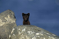 Arctic fox summer coat {Vulpes lagopus} St Paul Island, Pribilofs, Alaska, USA