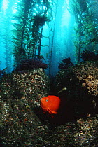 Garibaldi fish {Hypsypops rubicunda} amongst Giant kelp, California, USA