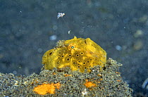 Yellow frogfish (Anglerfish) (Antennarius) with extended lure, North Sulawesi, Indonesia
