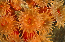 Orange cup coral (Tube coral) polyps (Tubastraea genus) Sulawesi, Indonesia