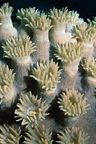Polyps of Plate (Turbinaria) coral {Turbinaria genus}, Sulawesi, Indonesia RS