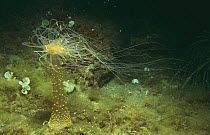 Alicia anemone (Alicia mirabilis) Mediterranean Sea