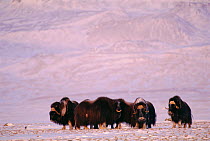 RF- Musk oxen (Ovibos moschatus) on tundra. Ellesmere Island, Canada. (This image may be licensed either as rights managed or royalty free.)