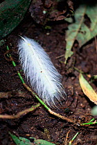 Feather mimic caterpillar found in Macipucuna Cloudforest Andes, Ecuador, South America. Unidentified species