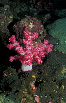 Soft coral {Dronephthya genus} Andaman Sea, Thailand