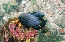 Three spot damselfish spawning {Dascyllus trimaculatus} Andaman Sea, Thailand