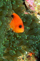 Tomato anemonefish {Amphiprion frenatus}, Andaman Sea, Thailand